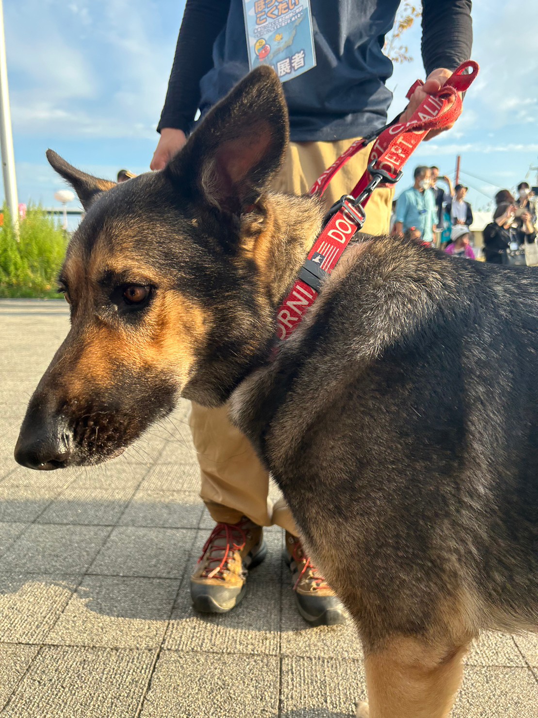 日本レスキュー協会の災害救助犬に出会った